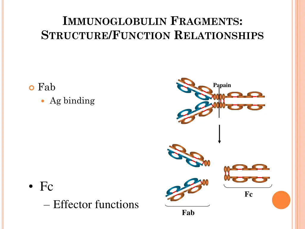 i mmunoglobulin f ragments s tructure f unction
