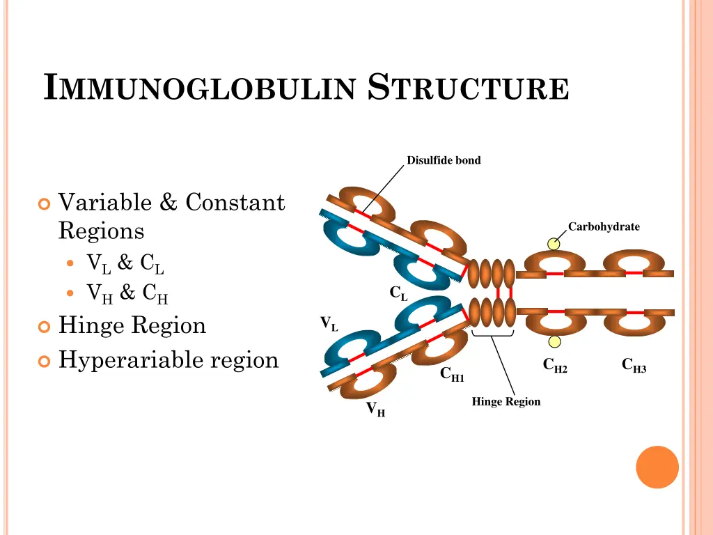 i mmunoglobulin s tructure 1