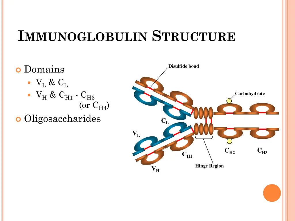 i mmunoglobulin s tructure 2