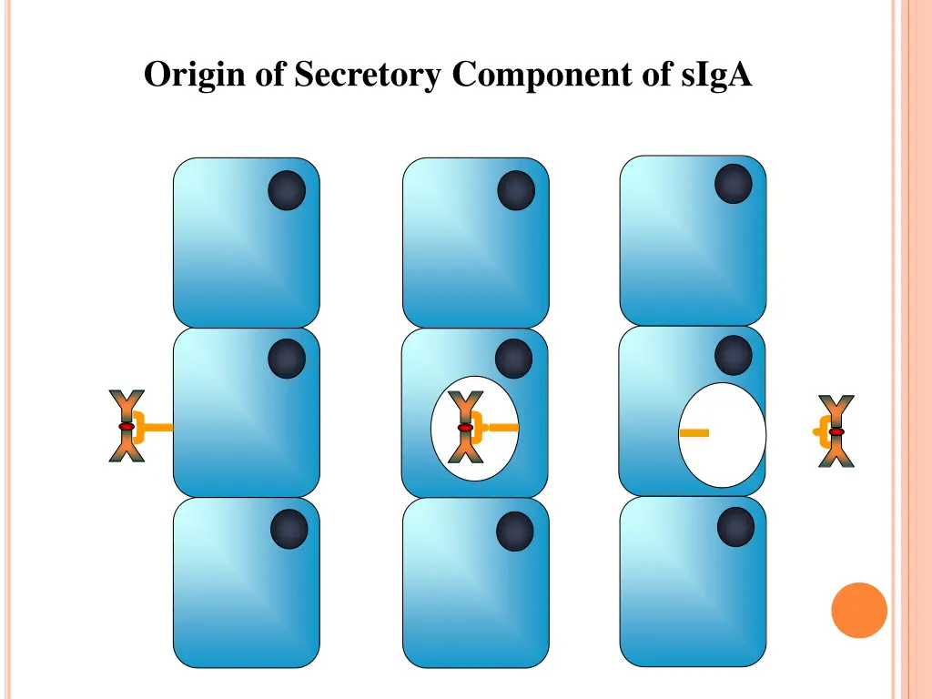 origin of secretory component of siga