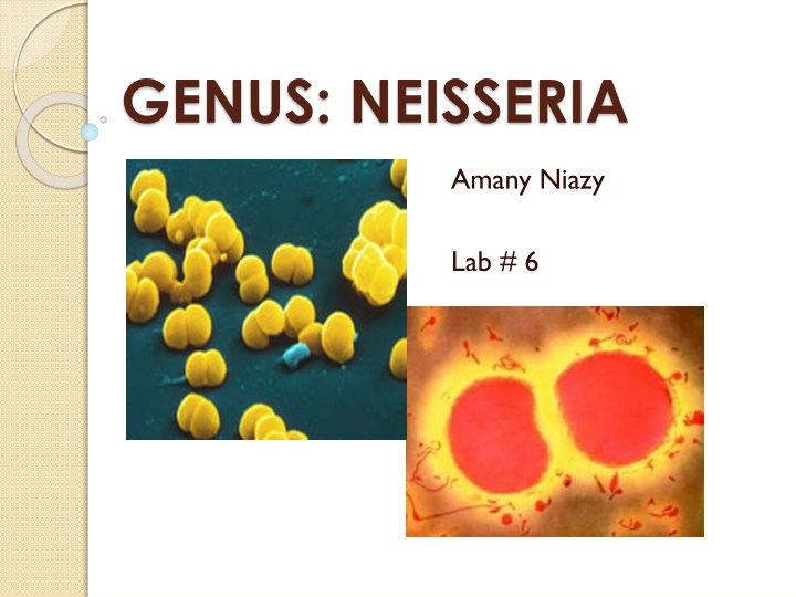 genus neisseria