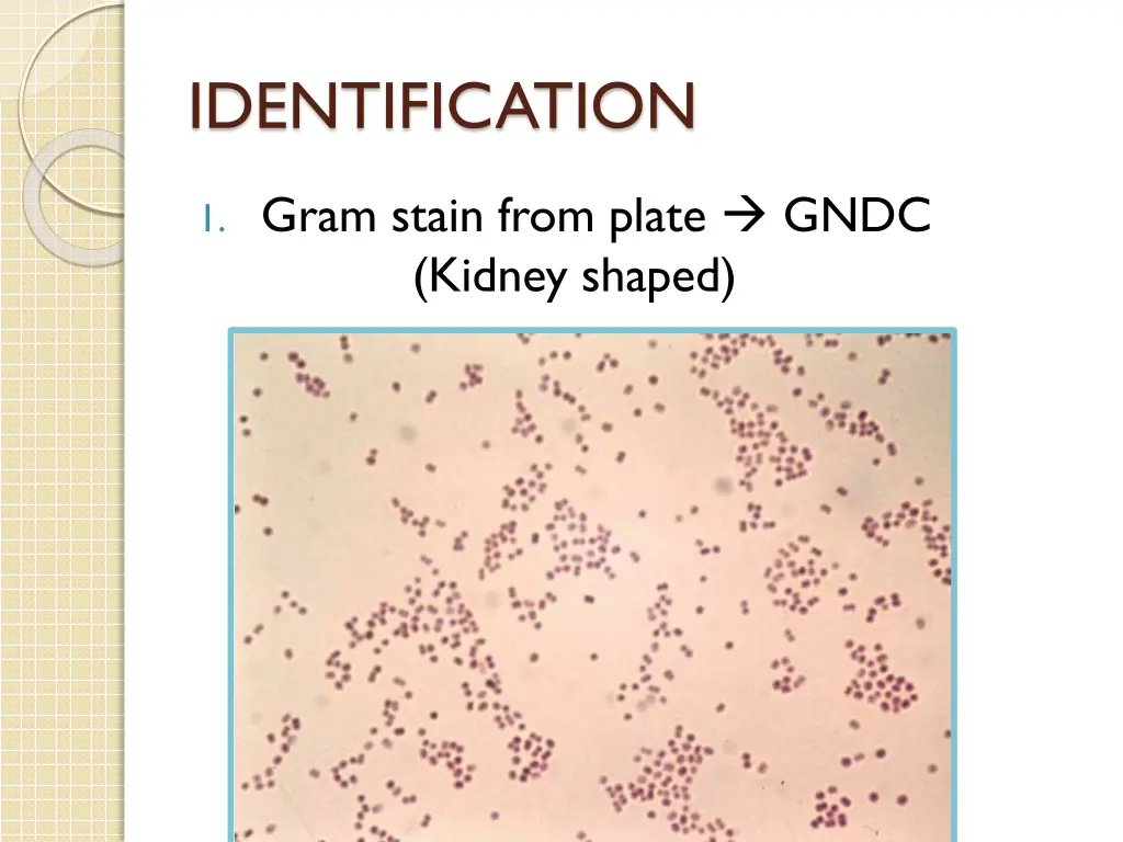 identification 1