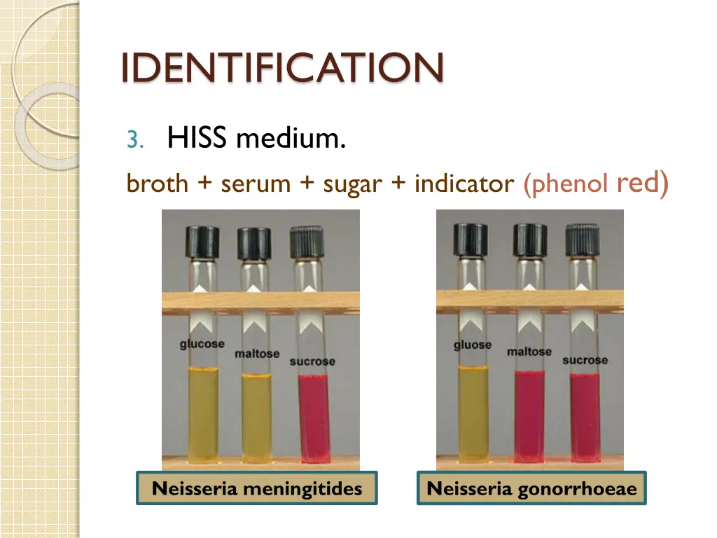 identification 3