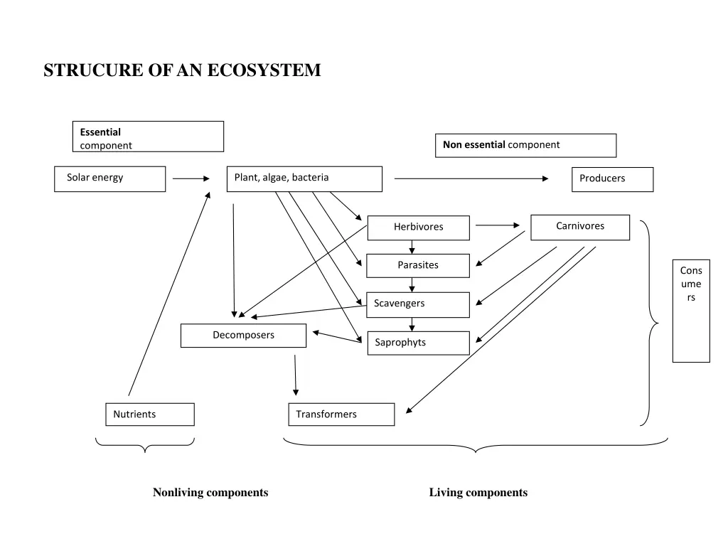 strucure of an ecosystem