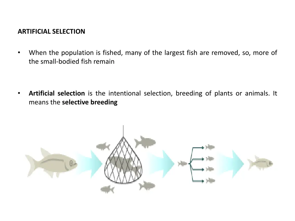 artificial selection
