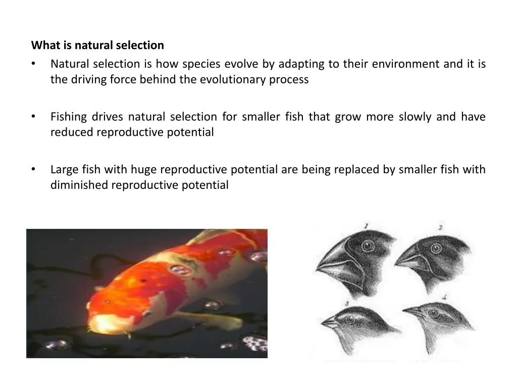 what is natural selection natural selection