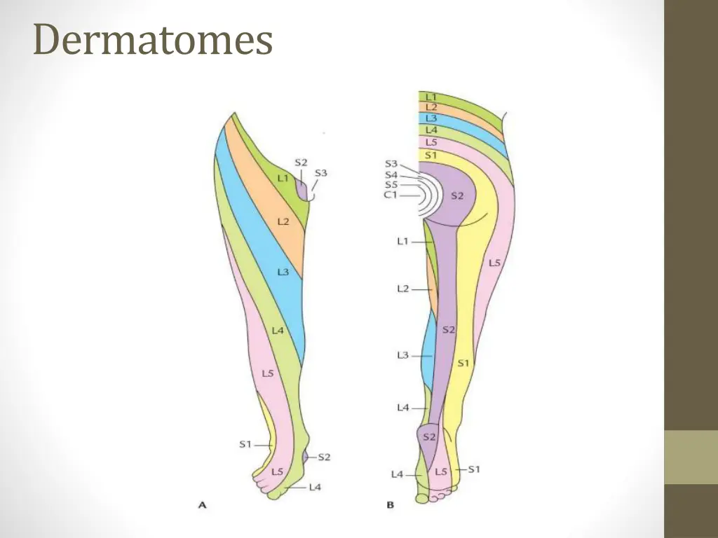 dermatomes