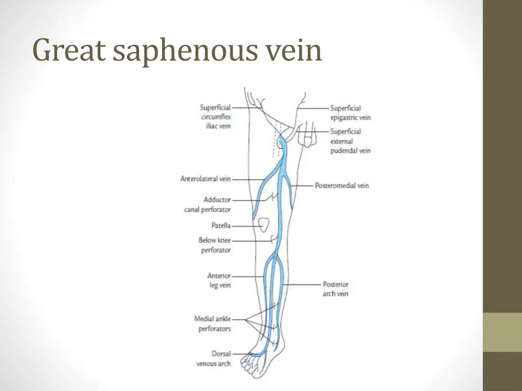great saphenous vein