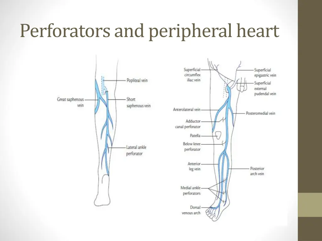 perforators and peripheral heart