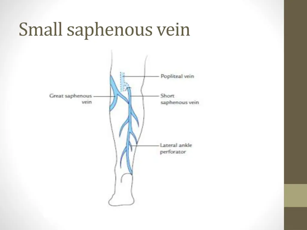 small saphenous vein