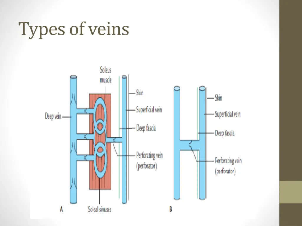 types of veins