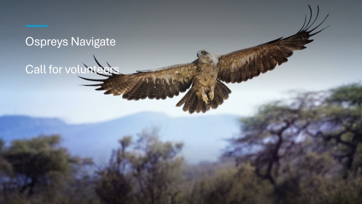 ospreys navigate