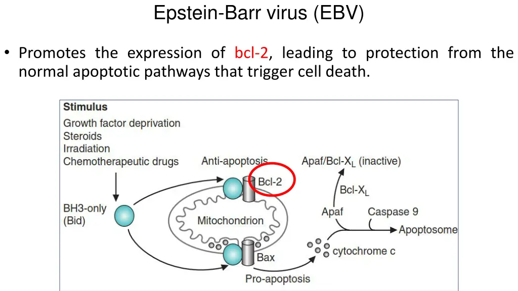epstein barr virus ebv
