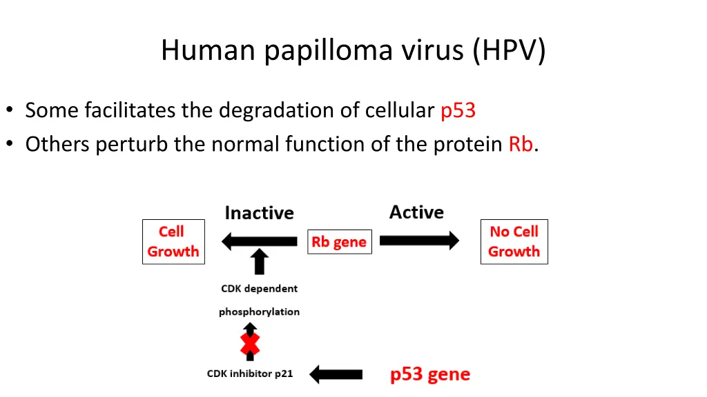 human papilloma virus hpv