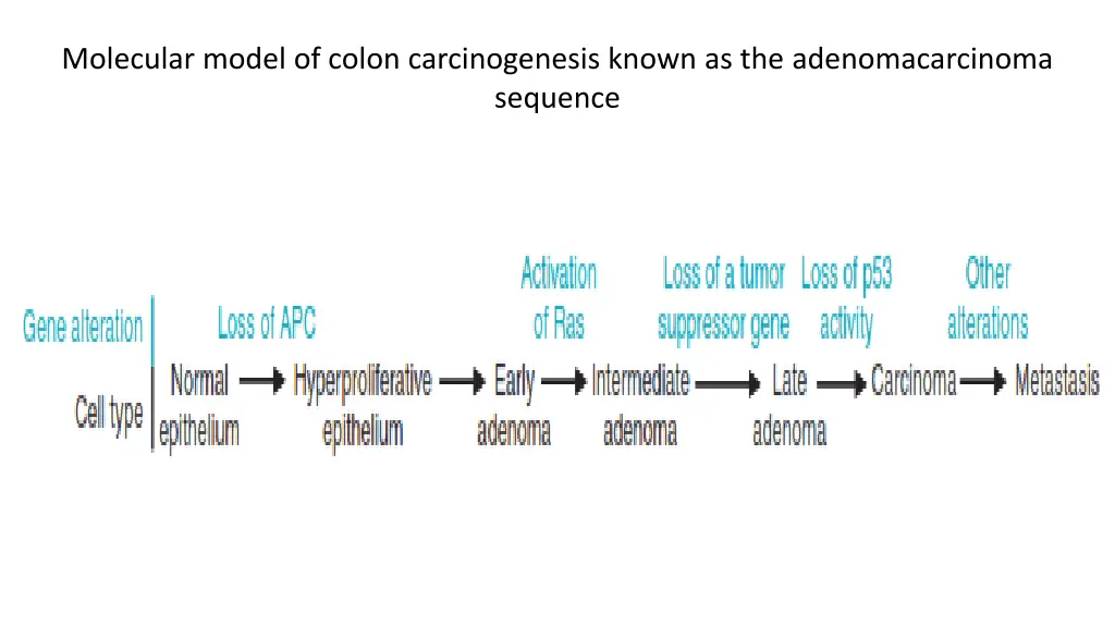 molecular model of colon carcinogenesis known