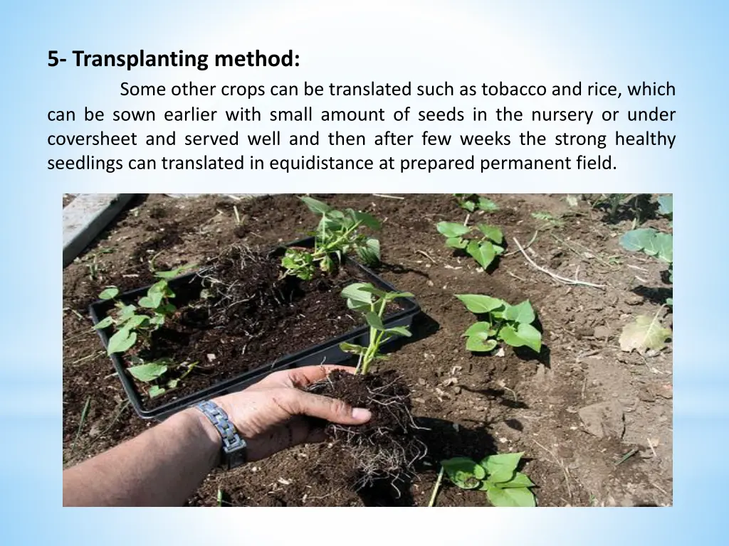 5 transplanting method some other crops