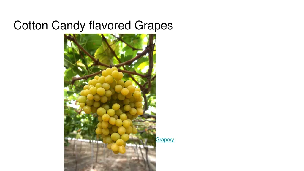cotton candy flavored grapes