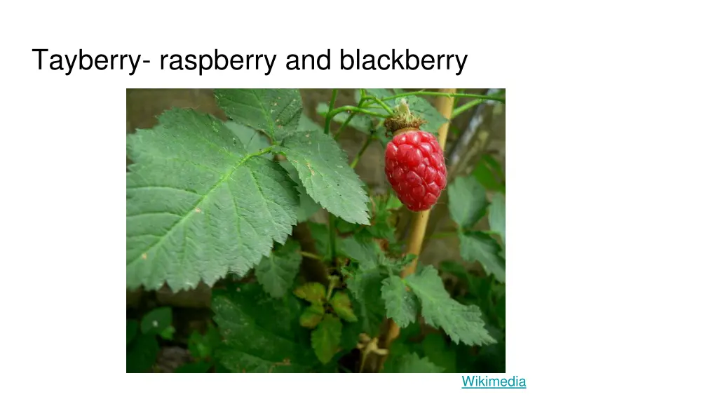 tayberry raspberry and blackberry