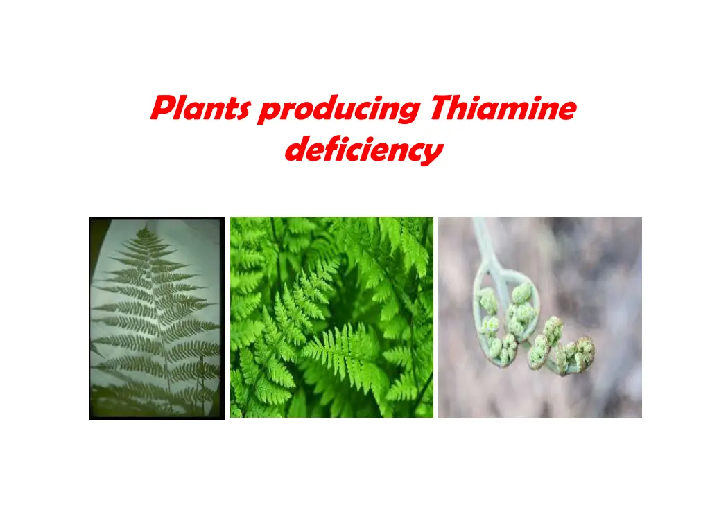 plants producing thiamine deficiency