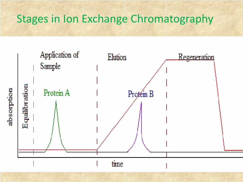 stages in ion exchange chromatography 1