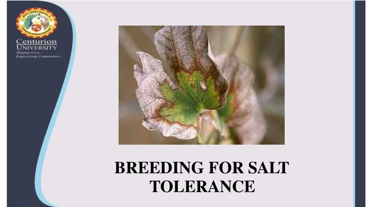 breeding for salt tolerance
