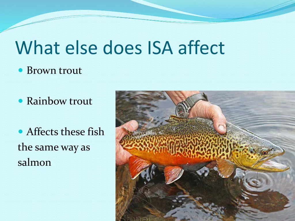 what else does isa affect