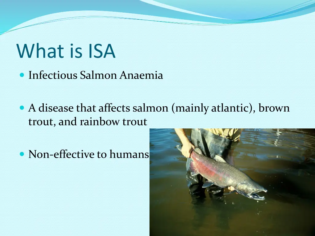 what is isa