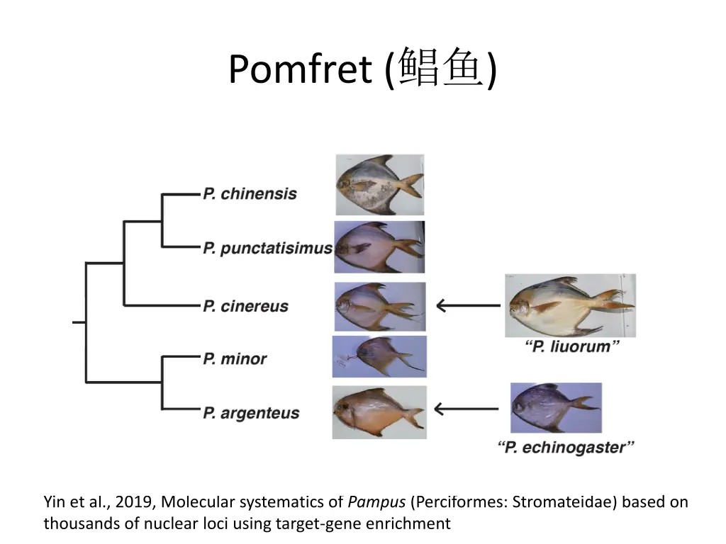 pomfret