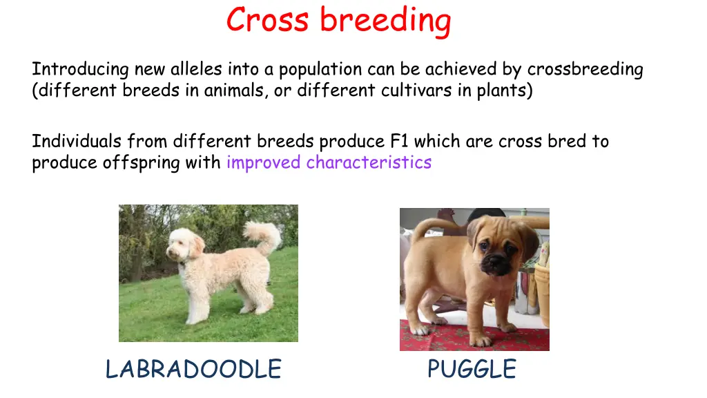 cross breeding