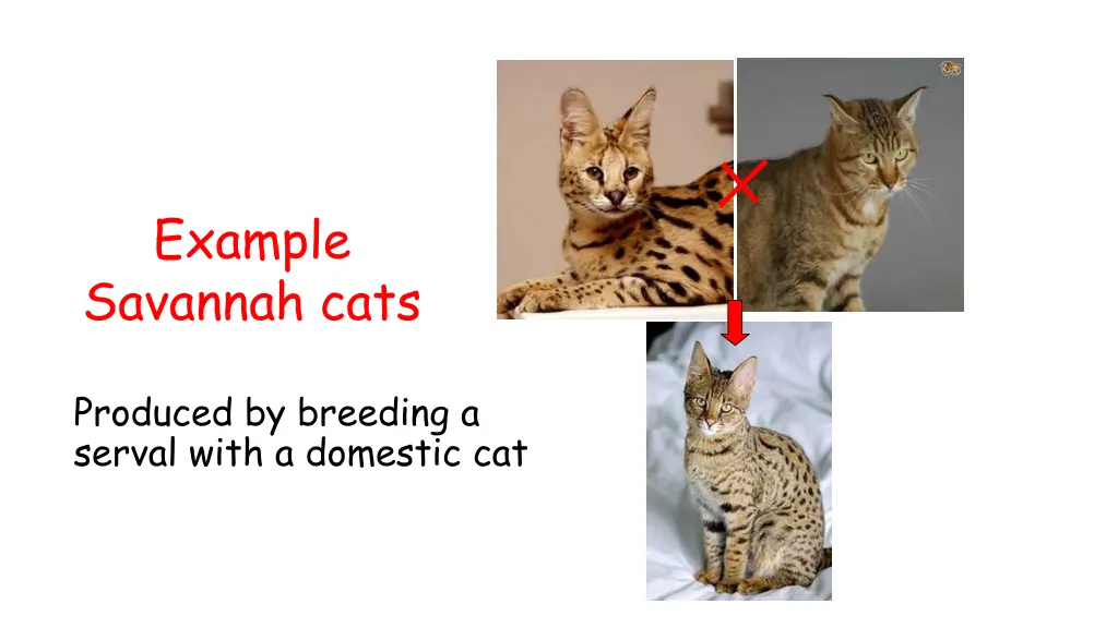 domestic cat breeds 131 domestic cat breeds
