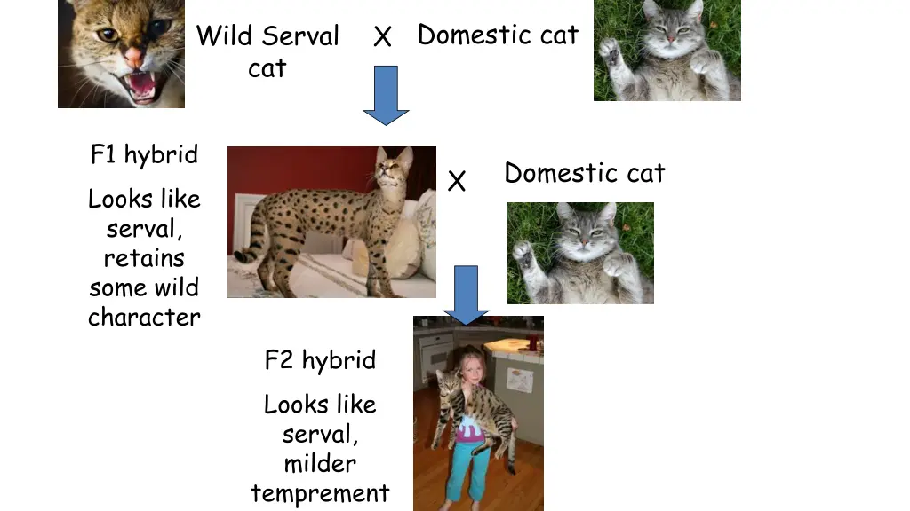 domestic cat