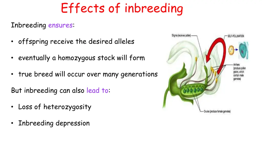 effects of inbreeding