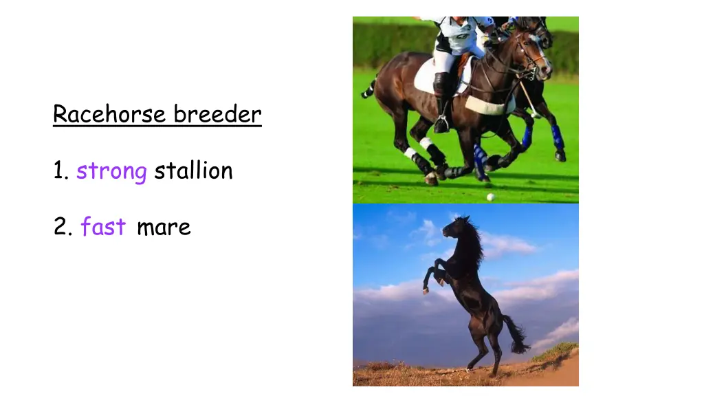 racehorse breeder