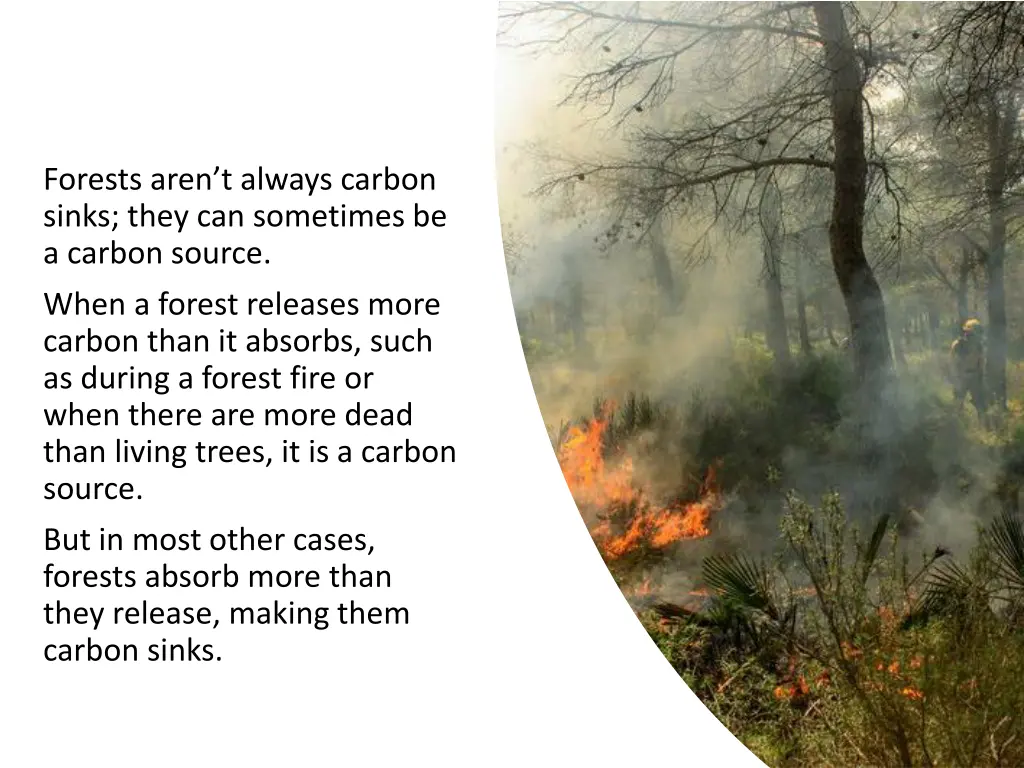 forests aren t always carbon sinks they