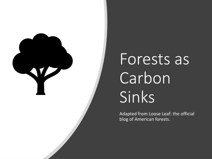 forests as carbon sinks
