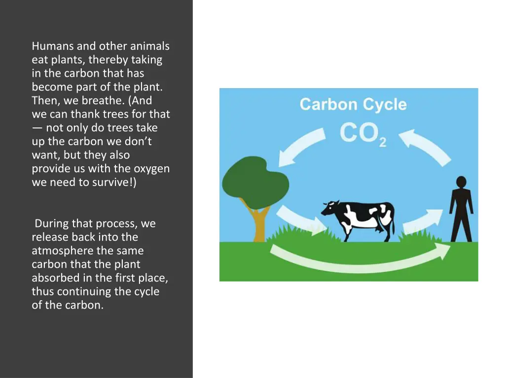 humans and other animals eat plants thereby