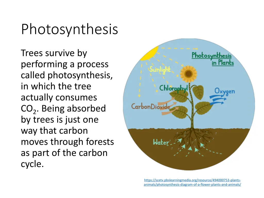 photosynthesis