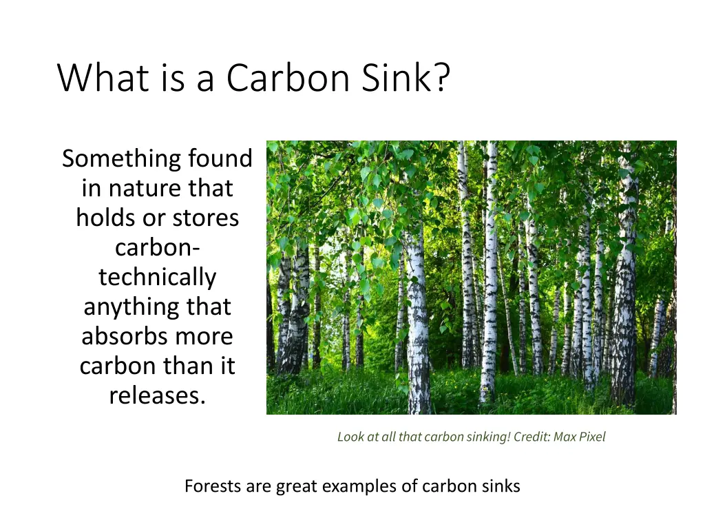what is a carbon sink