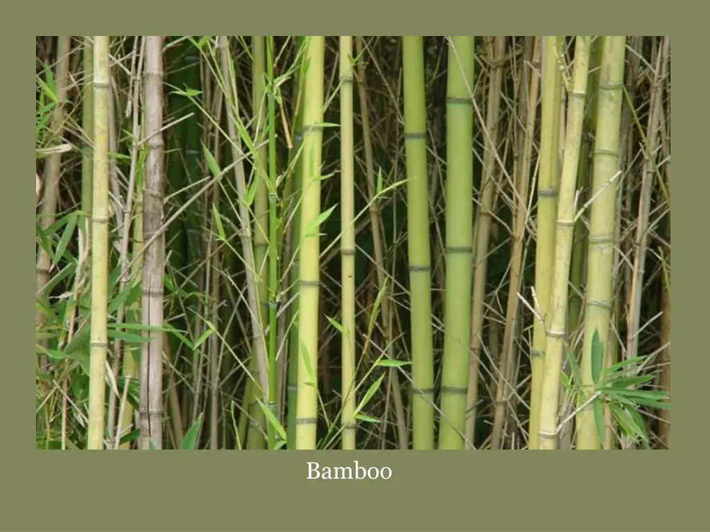 bamboo