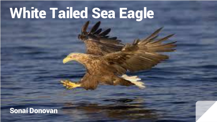 white tailed sea eagle