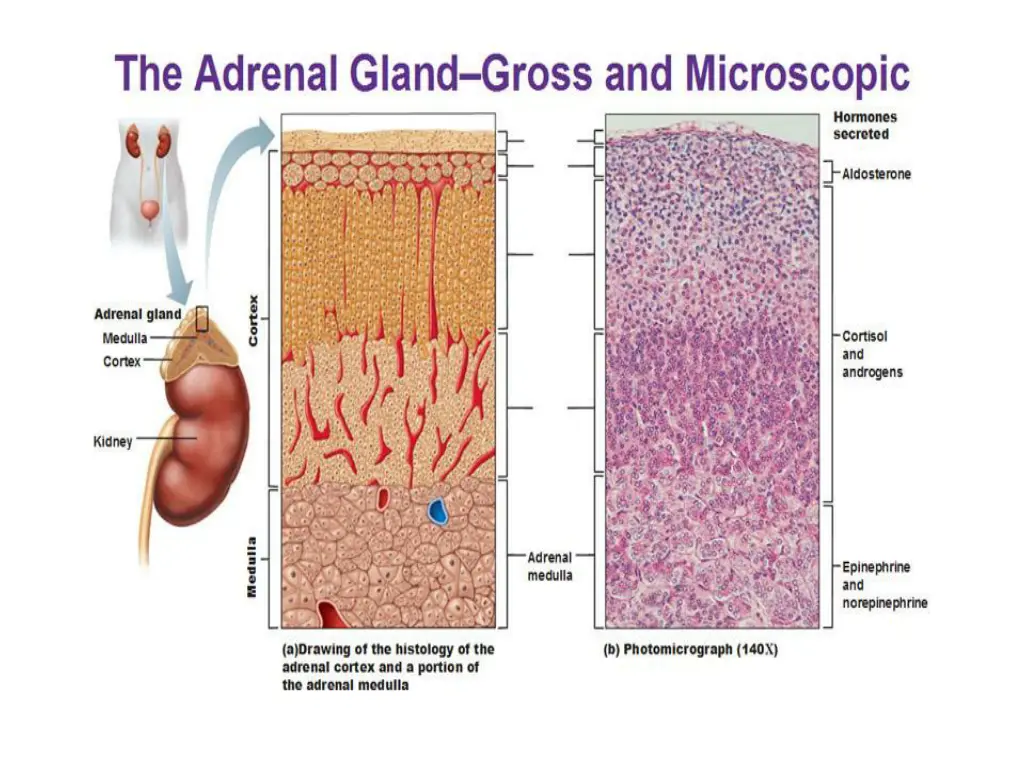 slide7