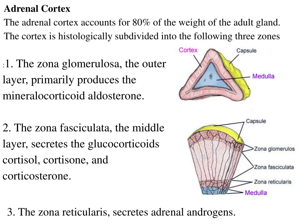 adrenal cortex the adrenal cortex accounts