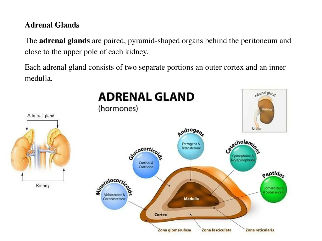 adrenal glands