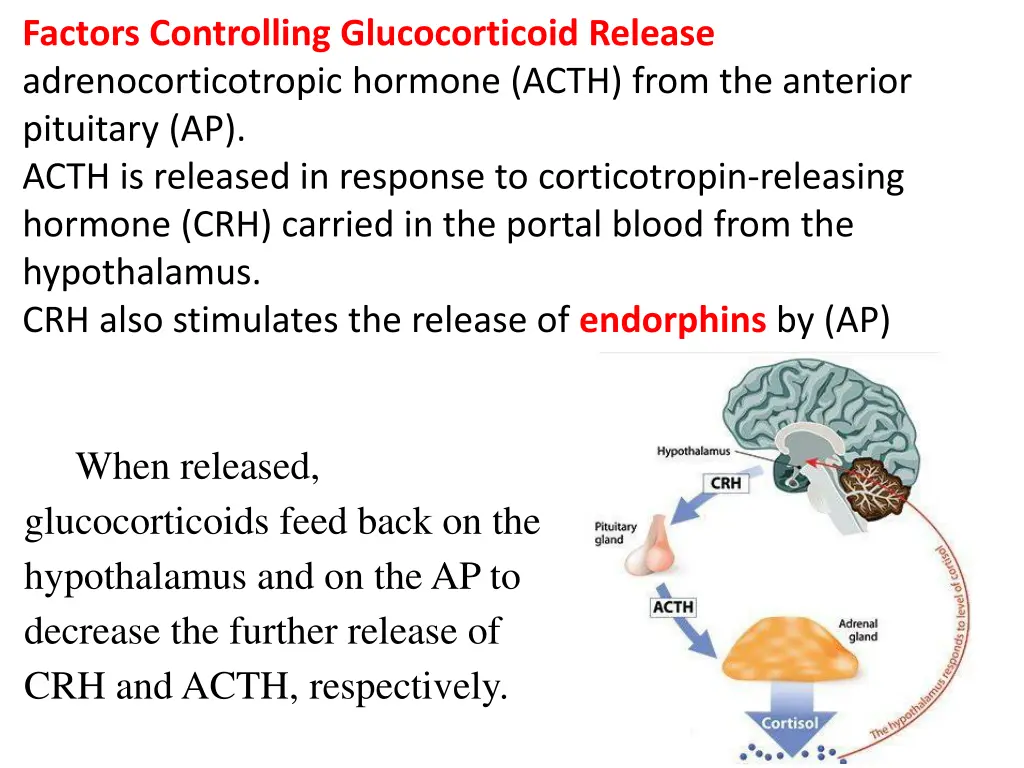 factors controlling glucocorticoid release