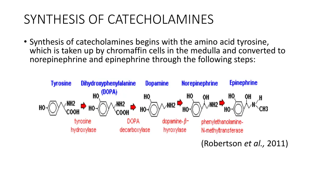 synthesis of catecholamines