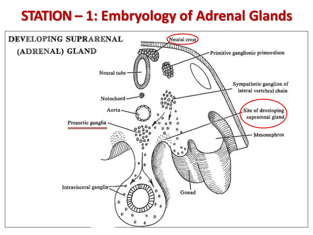 station 1 embryology of adrenal glands 1