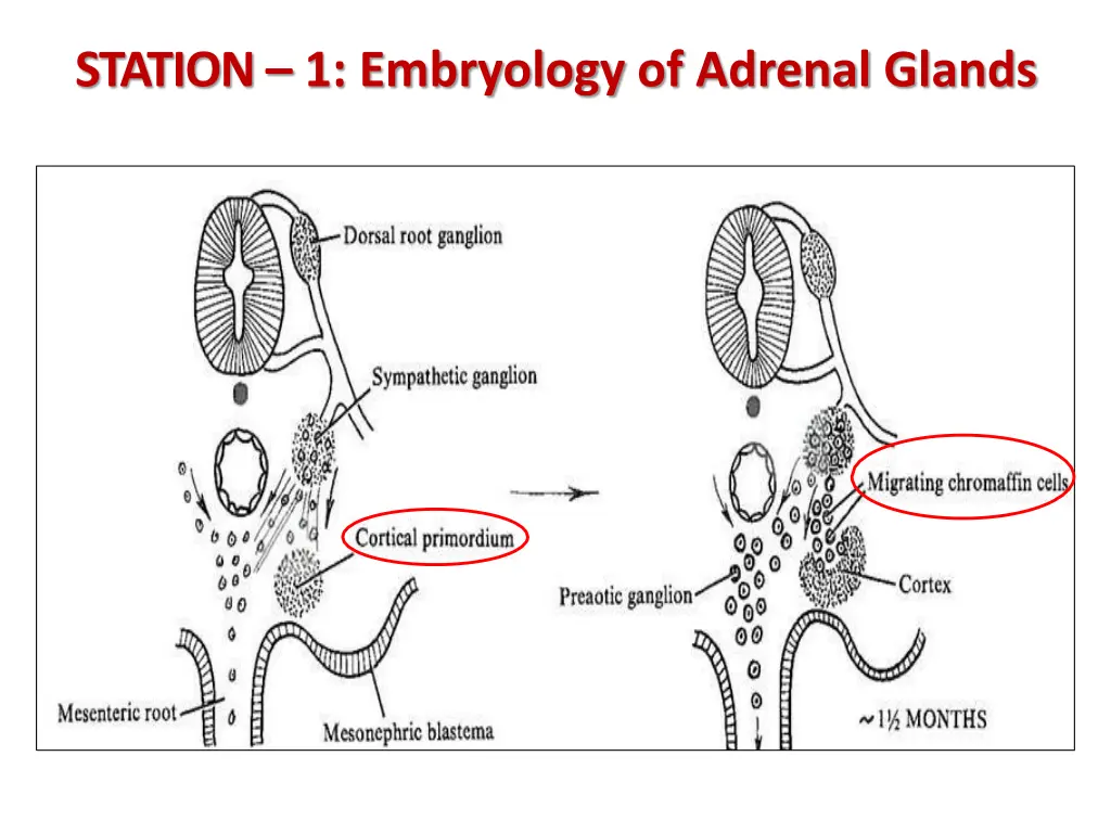 station 1 embryology of adrenal glands 2