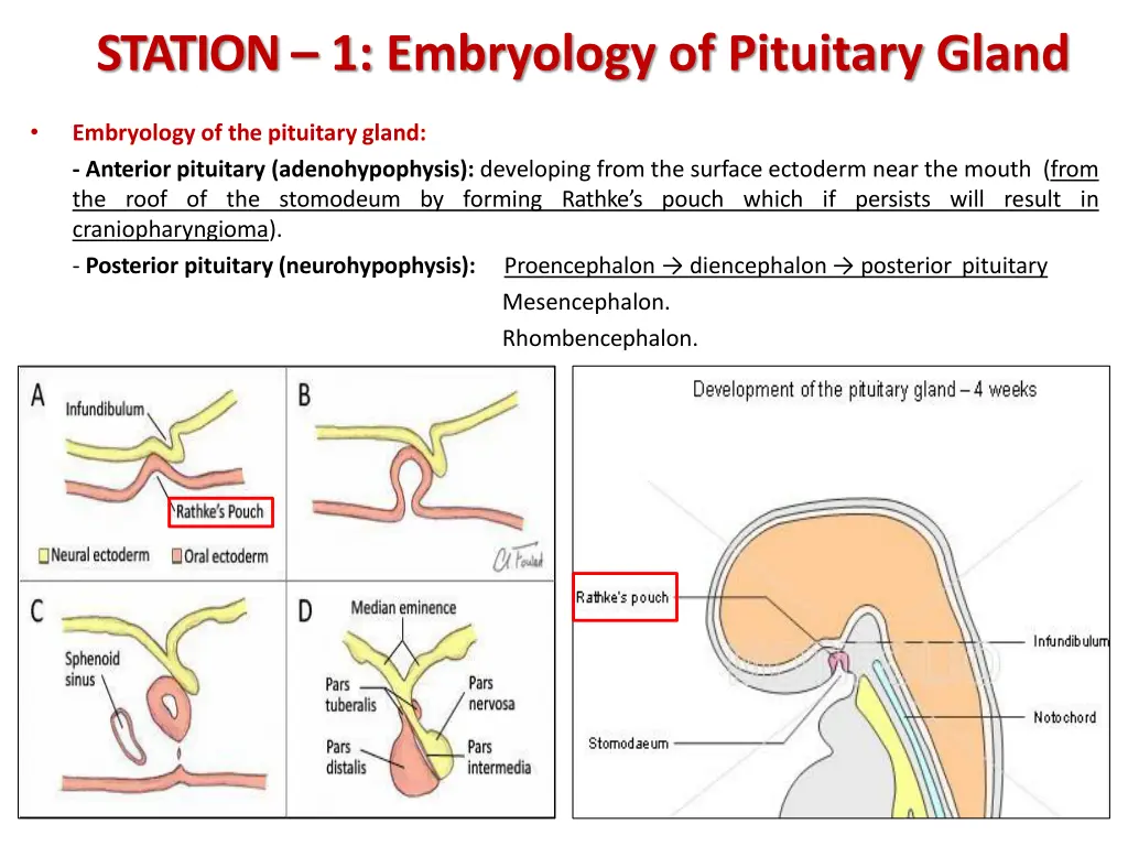 station 1 embryology of pituitary gland