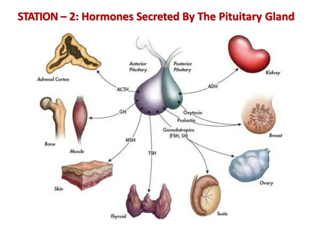 station 2 hormones secreted by the pituitary gland