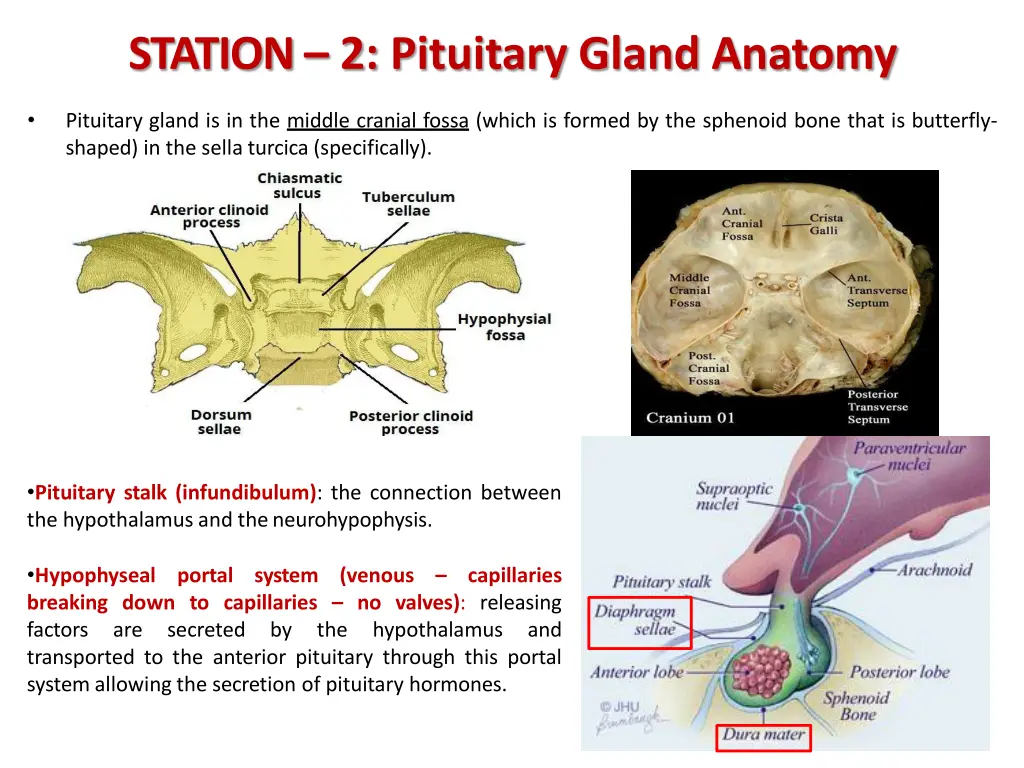 station 2 pituitary gland anatomy